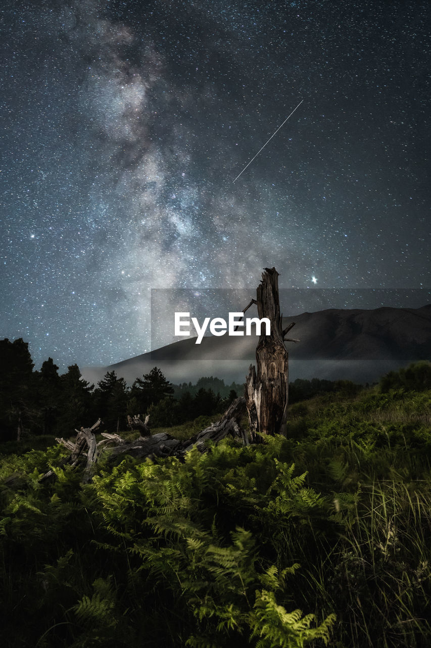 Trees on landscape against sky at night