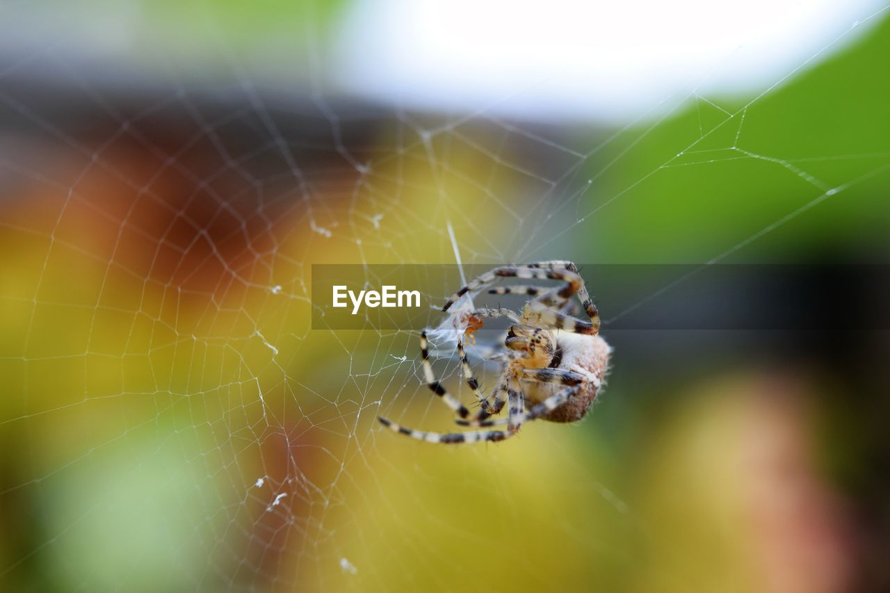 CLOSE-UP OF SPIDER AND WEB