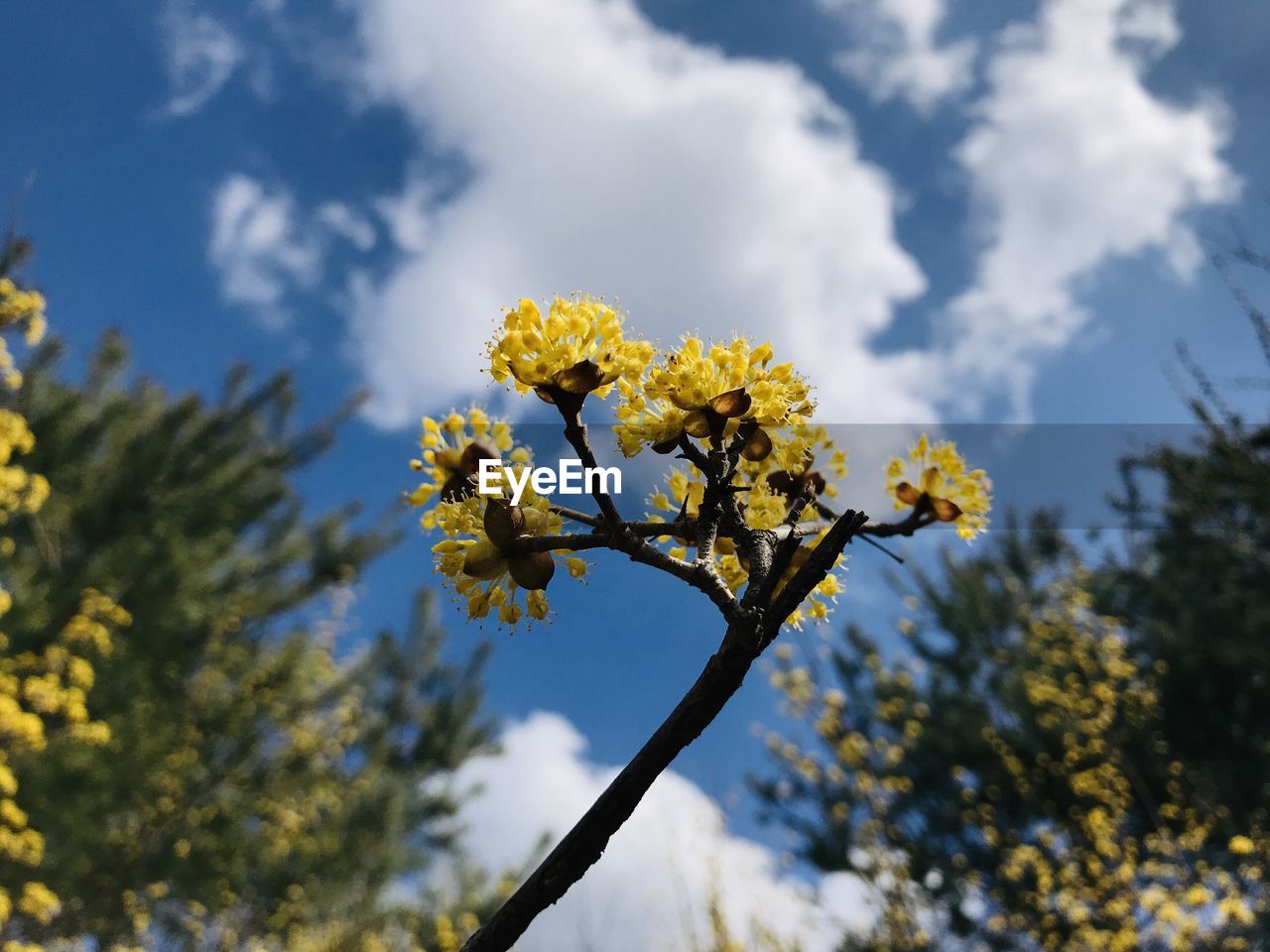 Low angle view of yellow flowering tree against sky