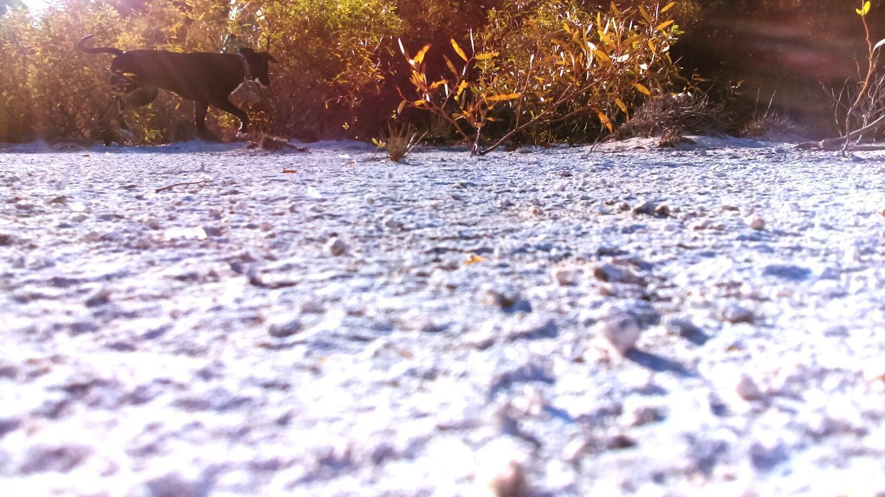 SURFACE LEVEL OF SNOW COVERED ROAD