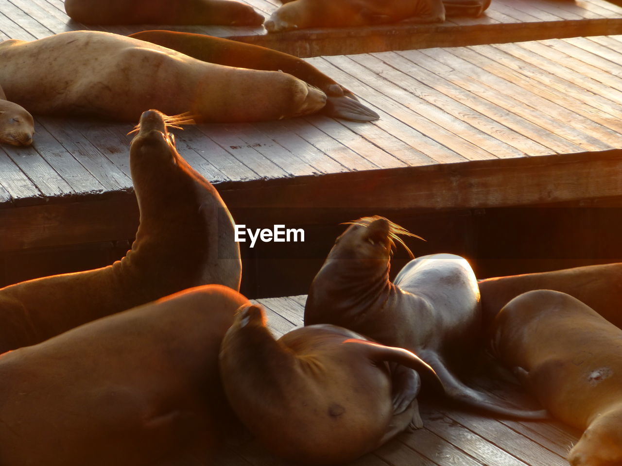 Seals relaxing on pier 39