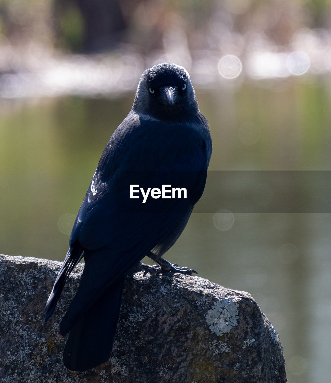 animal themes, animal, bird, animal wildlife, wildlife, one animal, blue, beak, nature, crow-like bird, perching, black, close-up, no people, rock, full length, raven, focus on foreground, outdoors, day, water, crow