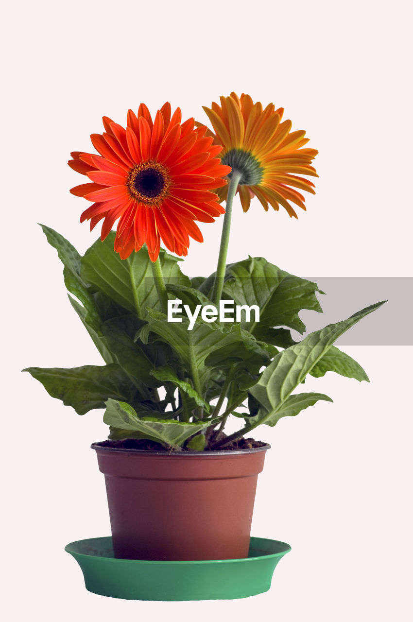 Flowers with potted plant against white background