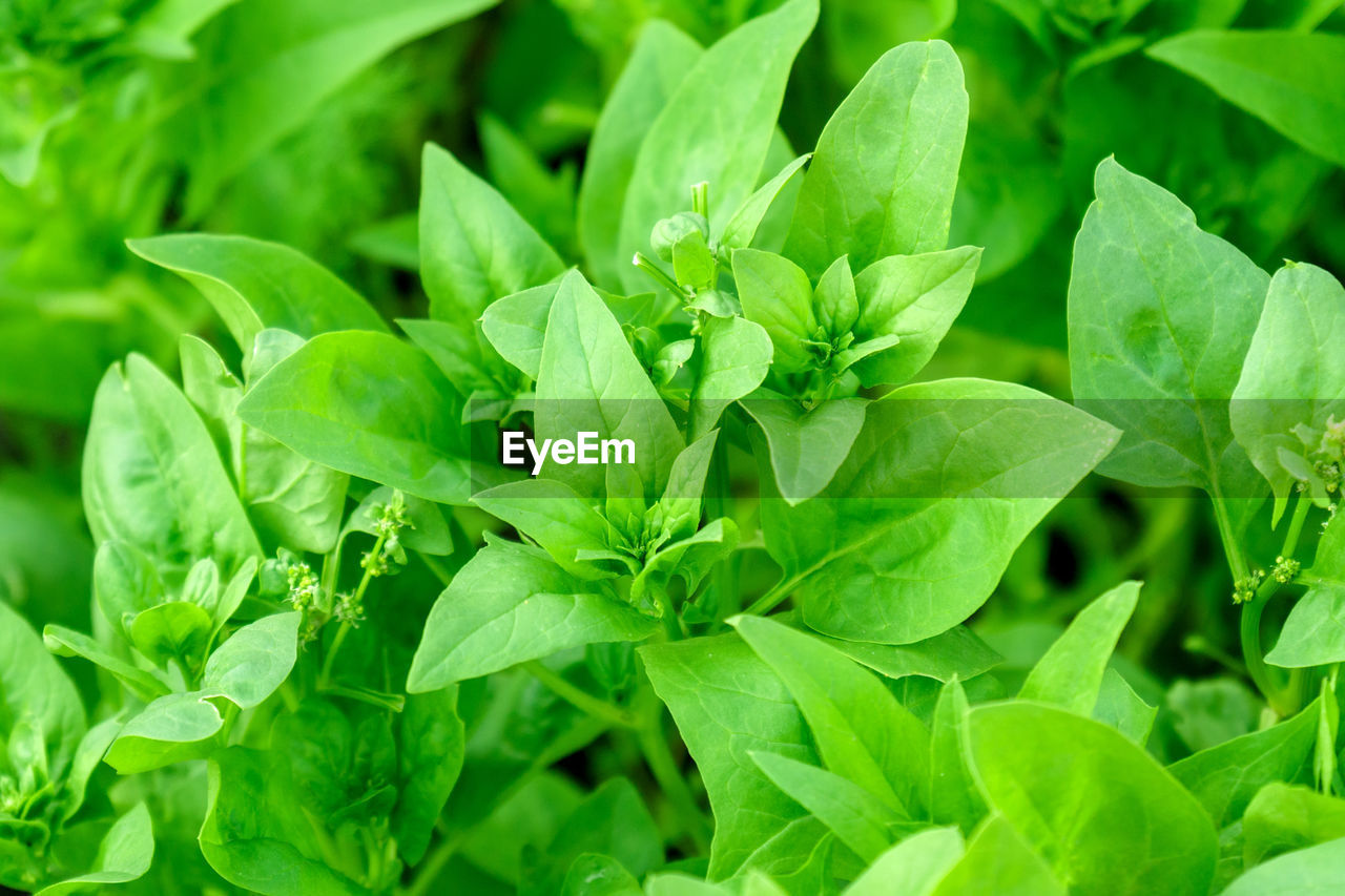 full frame shot of plant