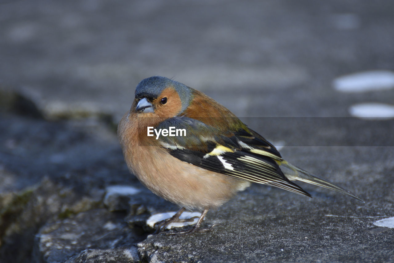 Close-up of bird perching outdoors