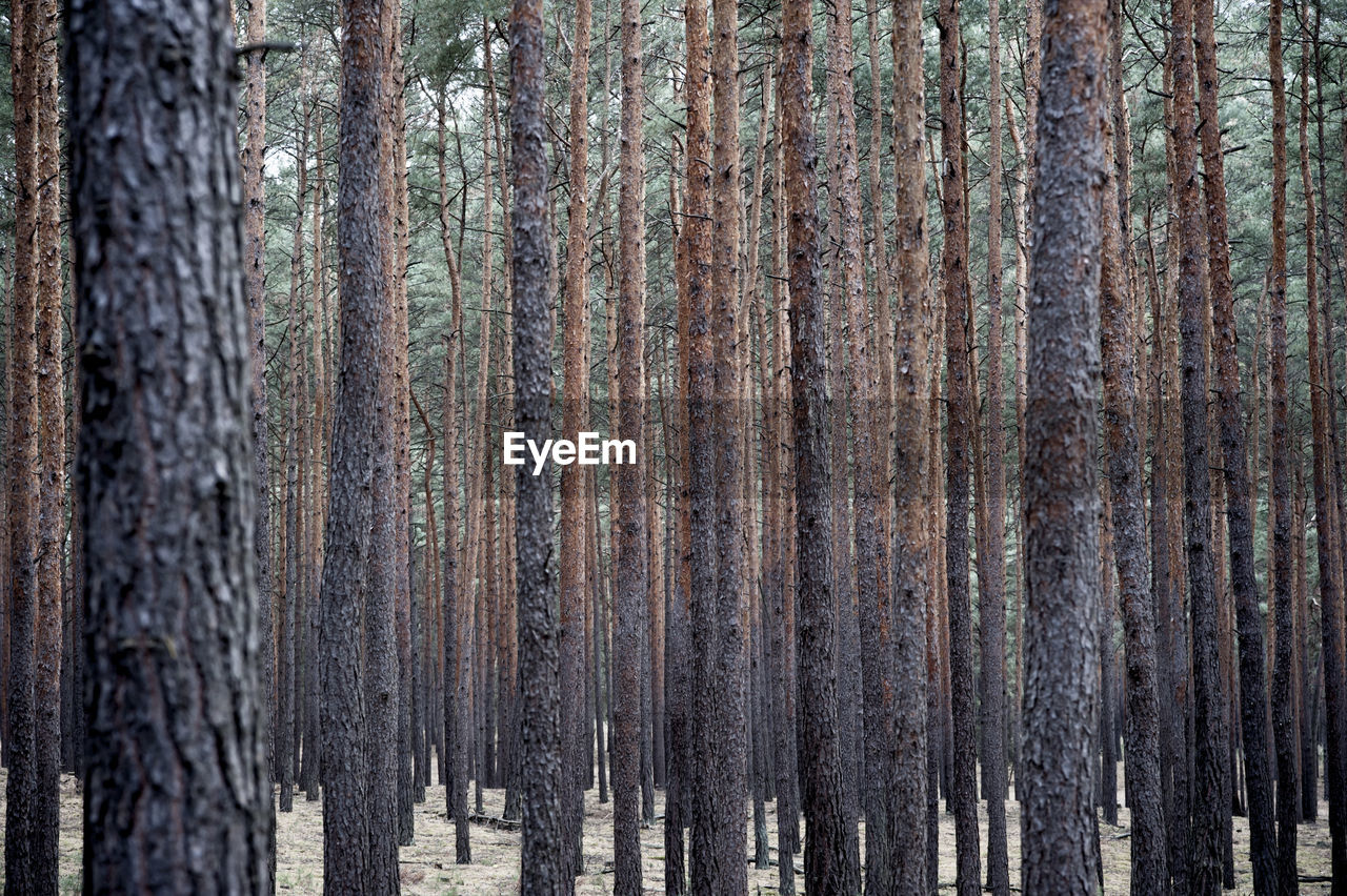 FULL FRAME SHOT OF PINE TREES