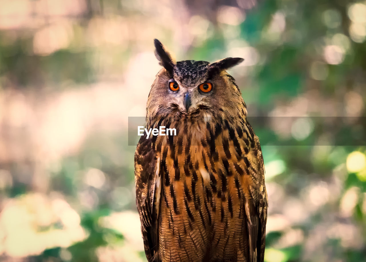 Close-up portrait of eagle owl