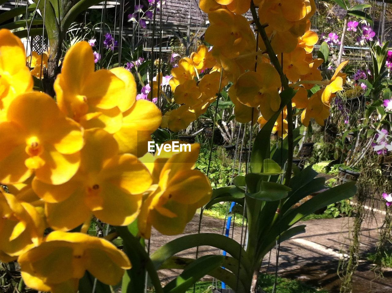 CLOSE-UP OF YELLOW FLOWERS