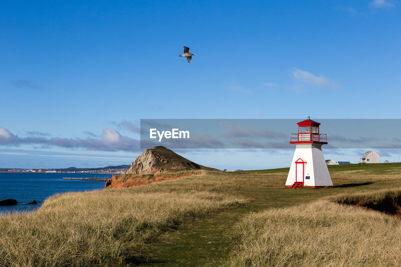 Seagull flying over the historic 1874 cape borgot lighthouse in cap aux meules , magdalen islands