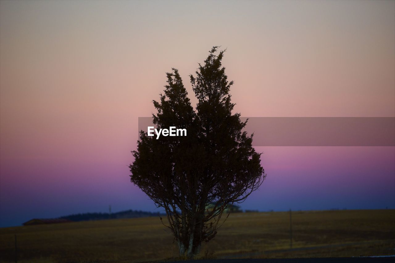 SILHOUETTE TREE ON FIELD AGAINST SKY