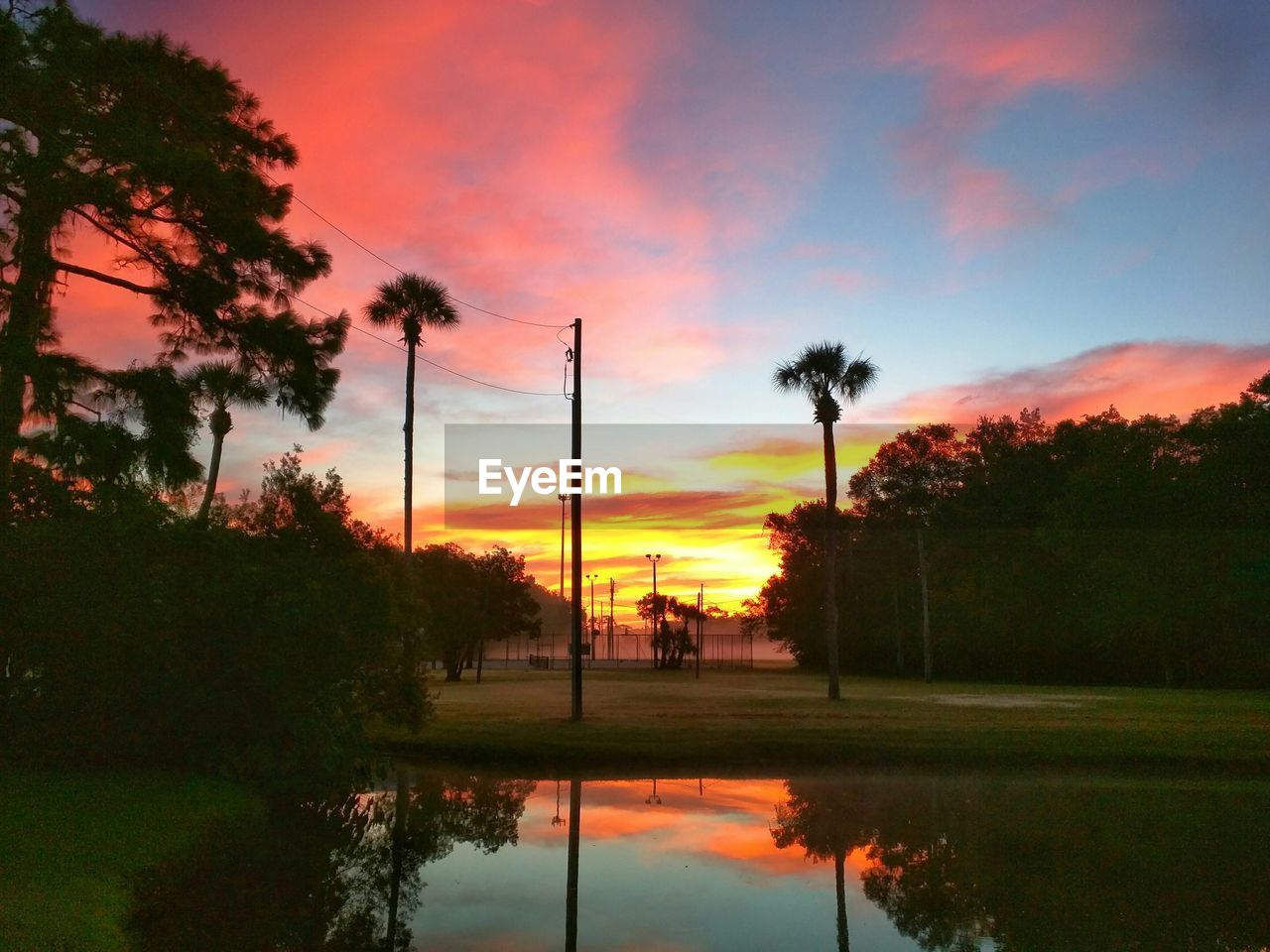 Trees growing at park against dramatic sky during sunrise