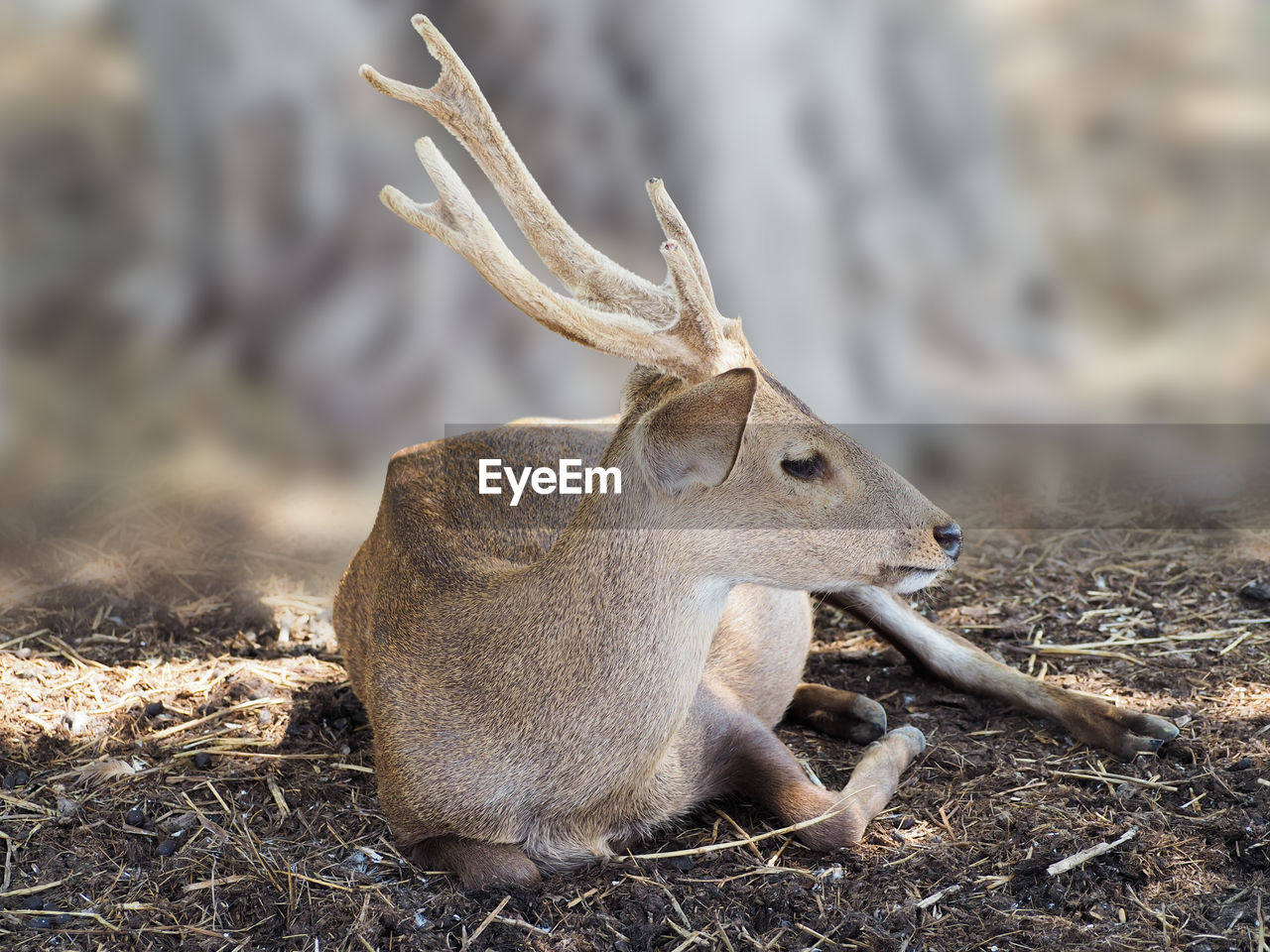 animal, animal themes, animal wildlife, wildlife, one animal, mammal, nature, deer, no people, day, outdoors, focus on foreground, antler, side view, land