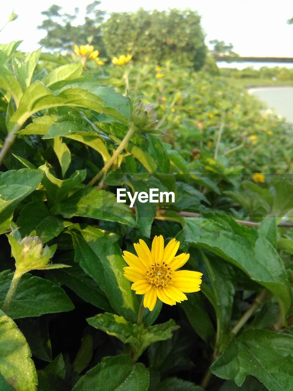 CLOSE-UP OF YELLOW FLOWERS BLOOMING IN GARDEN