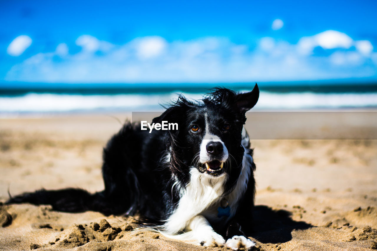 Border coolie sitting on sand at beach against sky