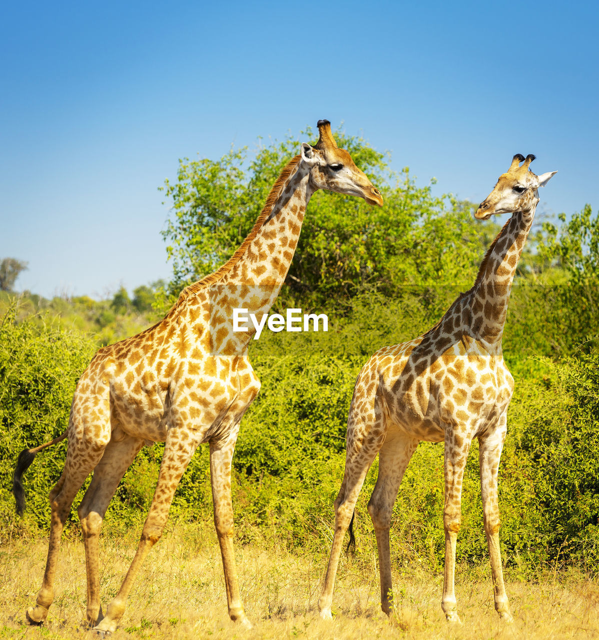 Giraffe pair in the wild in chobe national park, botswana, africa