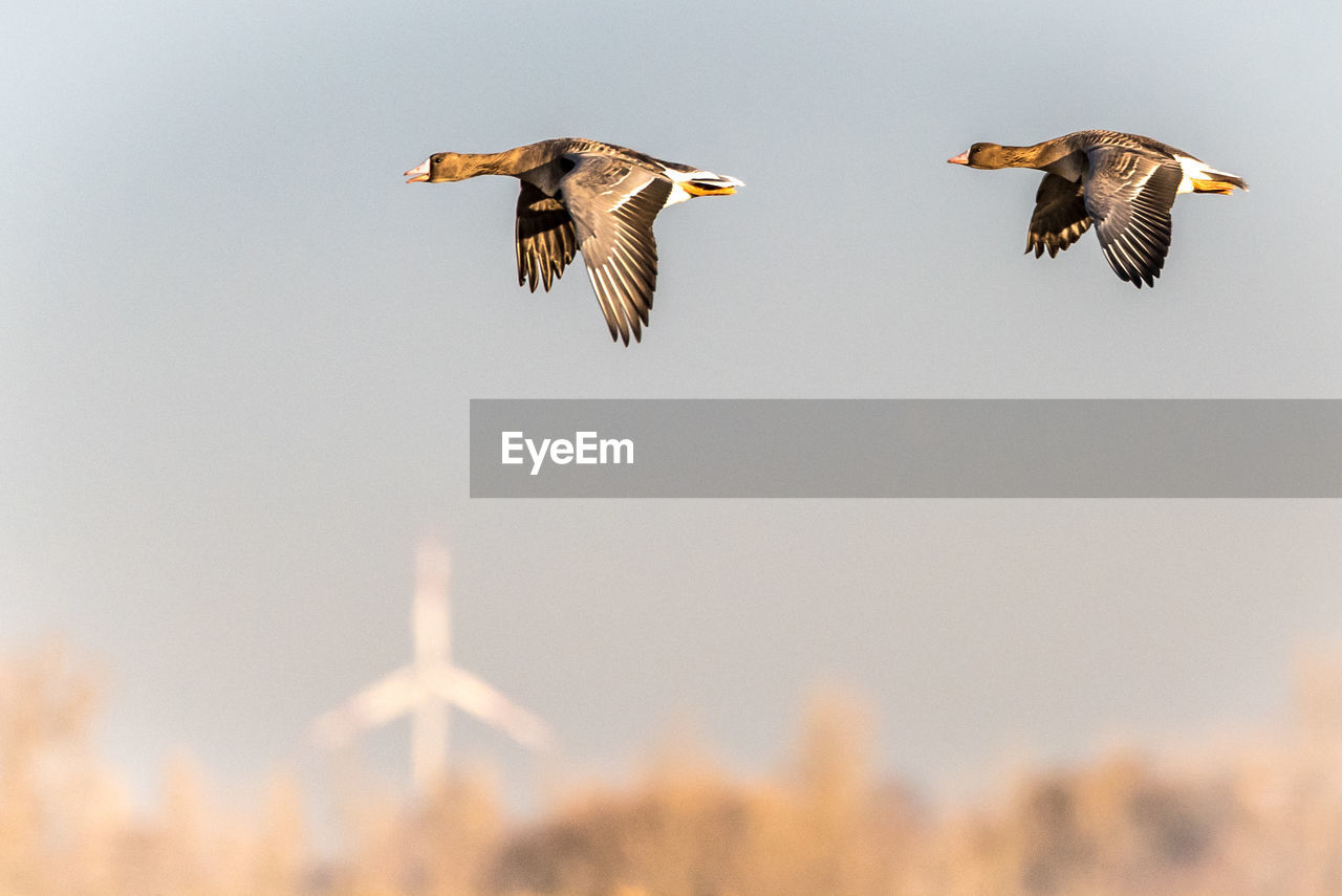 LOW ANGLE VIEW OF BIRD FLYING AGAINST CLEAR SKY