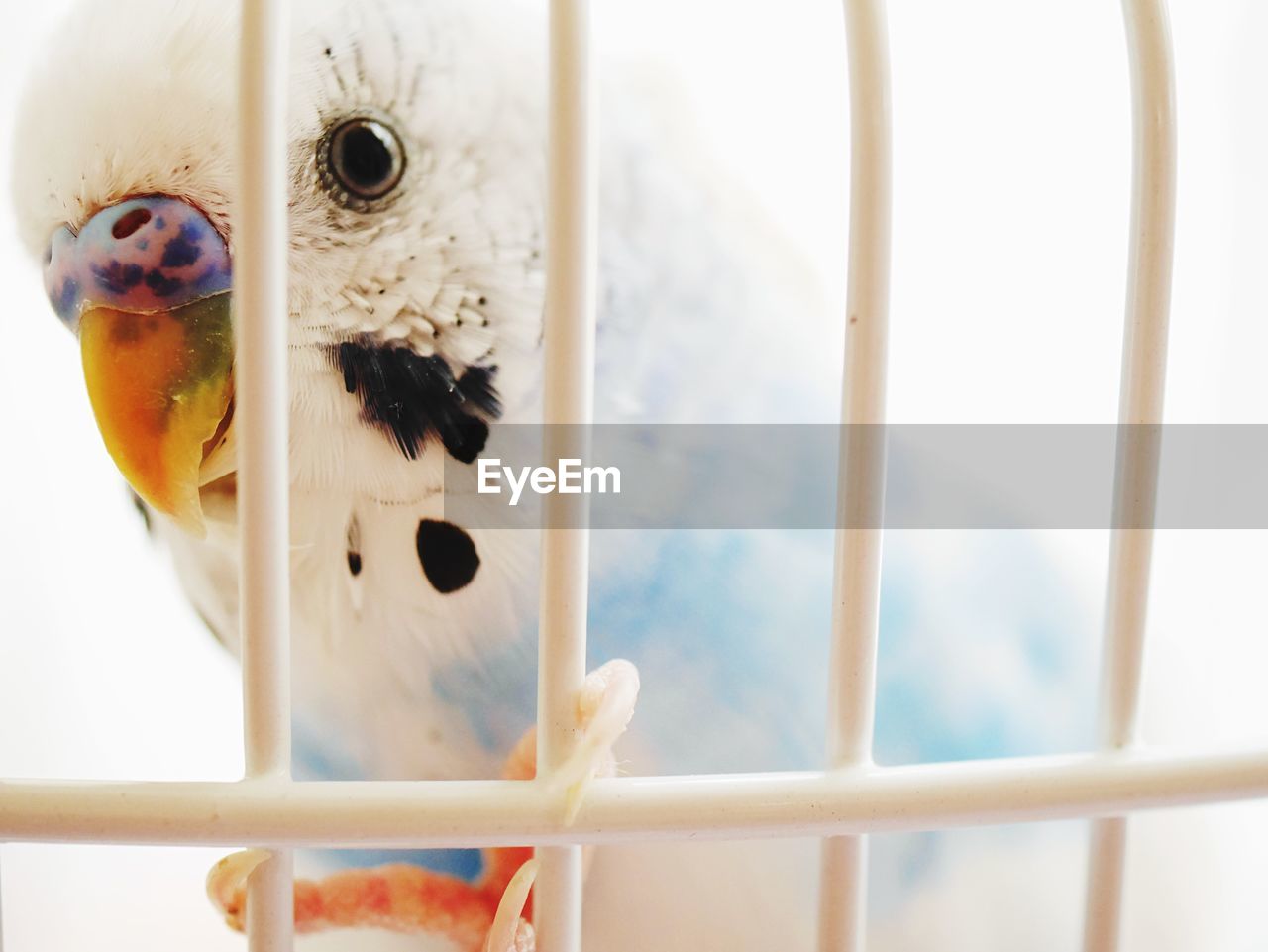 Close-up of parakeet in birdcage