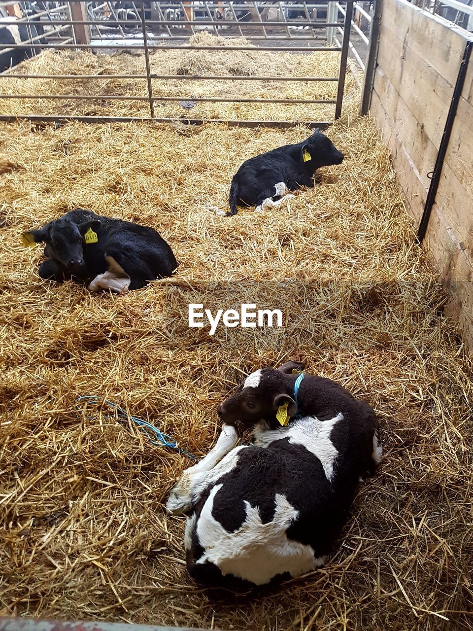 Cows lying in stall