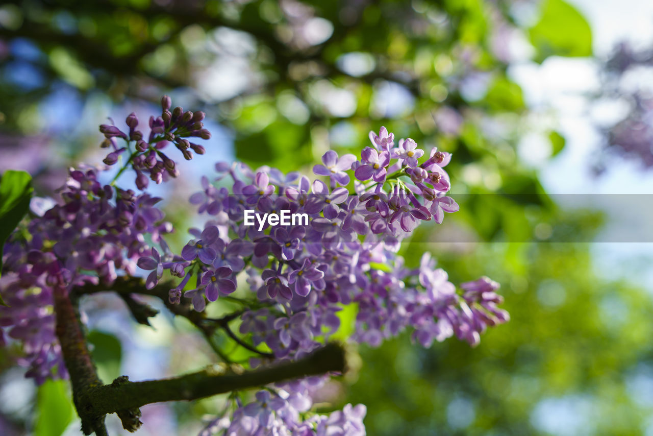 Close-up of flowers growing at park