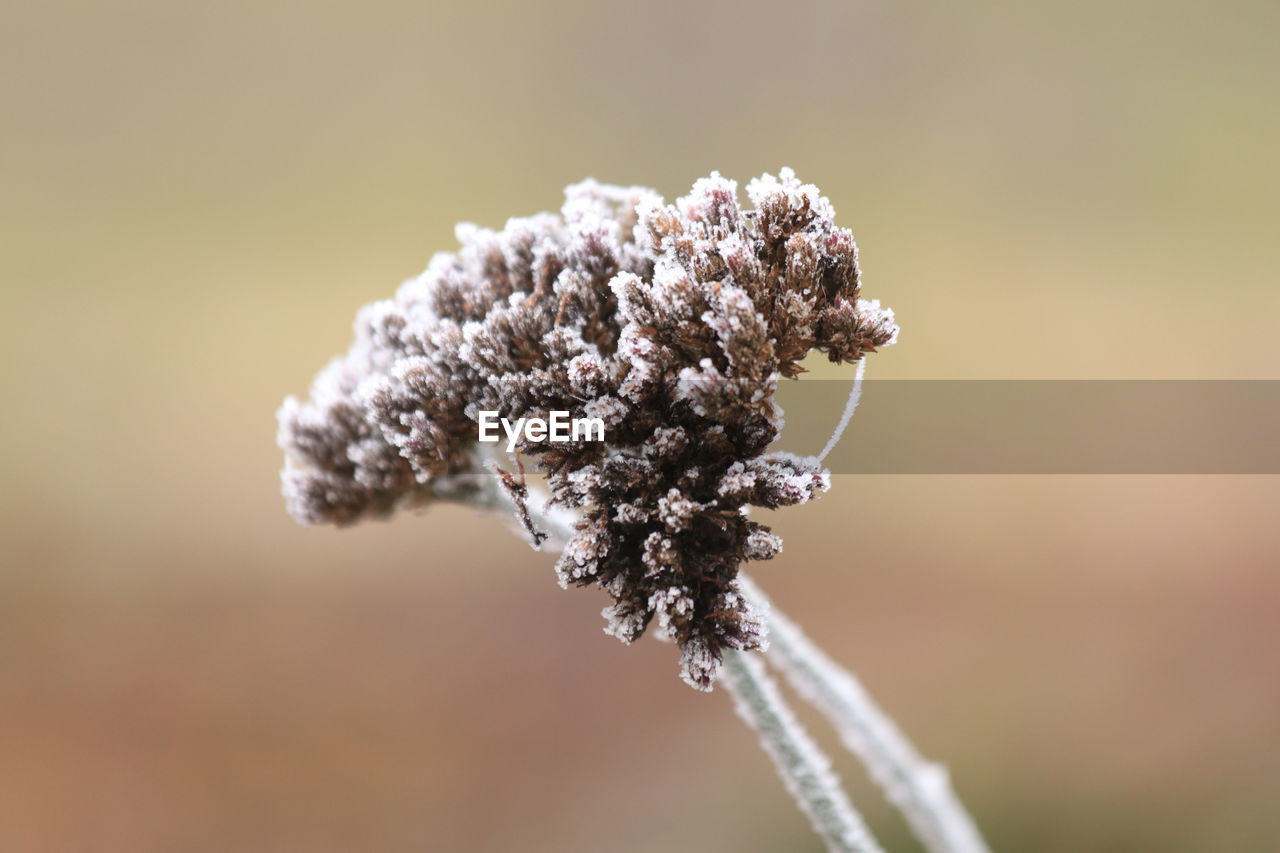 close-up, plant, macro photography, nature, flower, beauty in nature, branch, focus on foreground, flowering plant, fragility, leaf, freshness, no people, frost, growth, twig, plant stem, macro, outdoors, winter, selective focus, environment, tree, tranquility, day, cold temperature, food, blossom, springtime, colored background, ice, dry, food and drink, spring, flower head, frozen, white