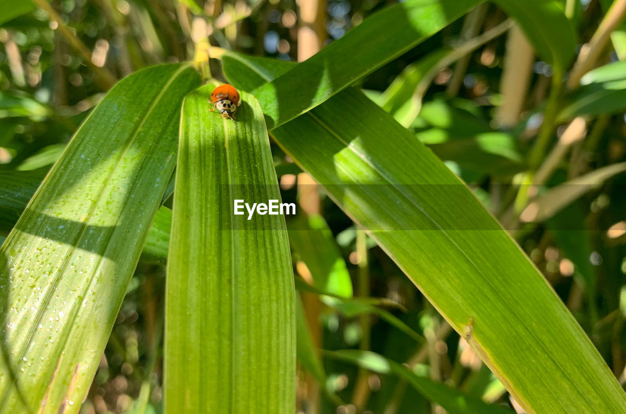 INSECT ON LEAF