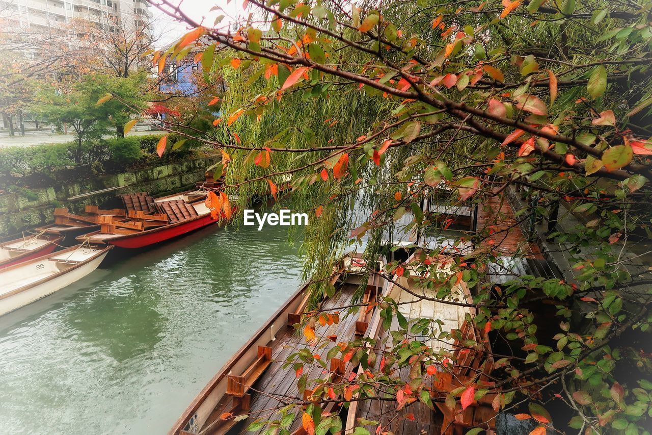 RED BOAT MOORED ON TREE