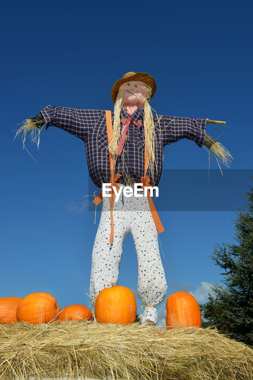 Low angle view of pumpkins on field and scarecrow against clear blue sky