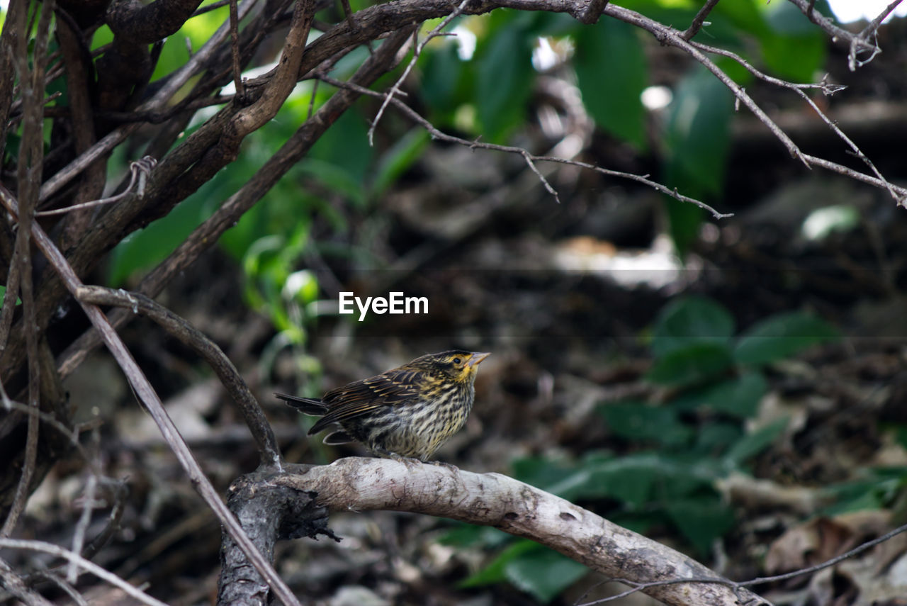 CLOSE-UP OF BIRD PERCHING ON A BRANCH