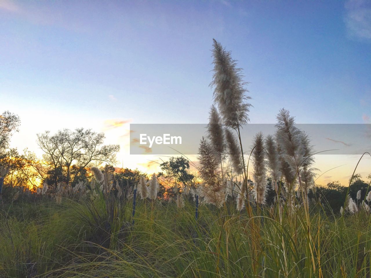 Close-up of plants on field against sky