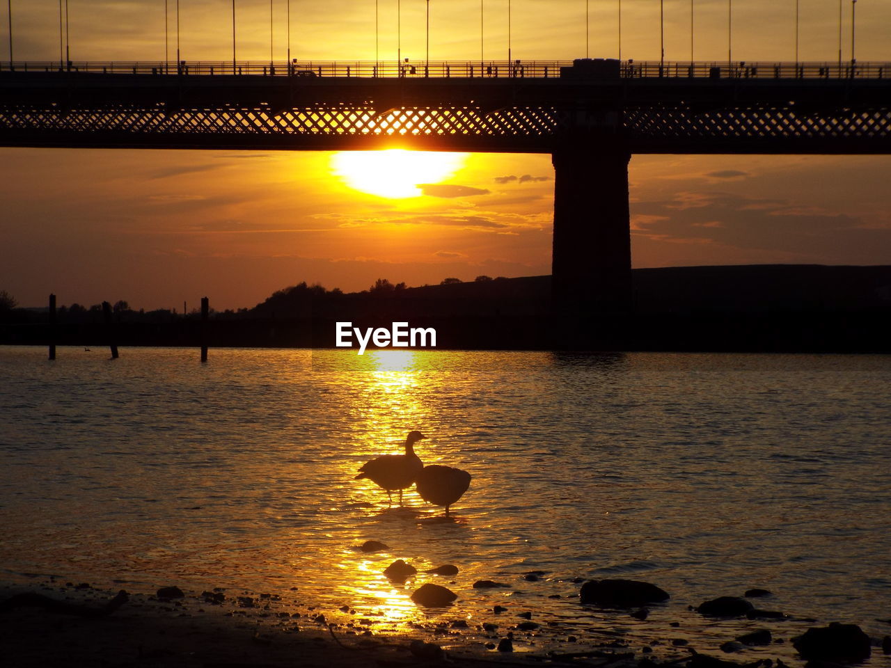 Silhouette birds at riverbank against bridge during sunset