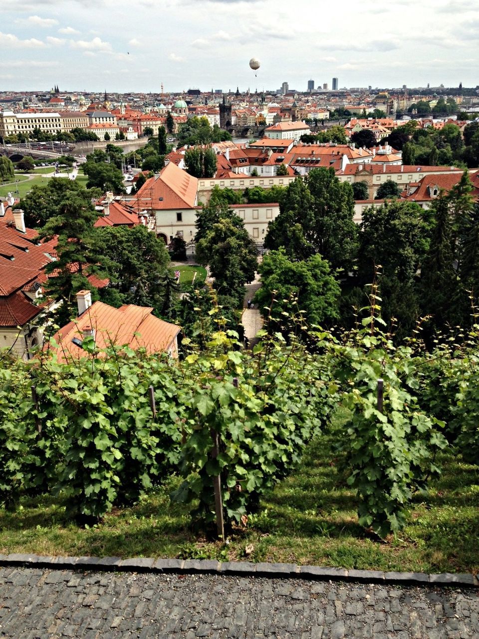 Vineyard against houses in city