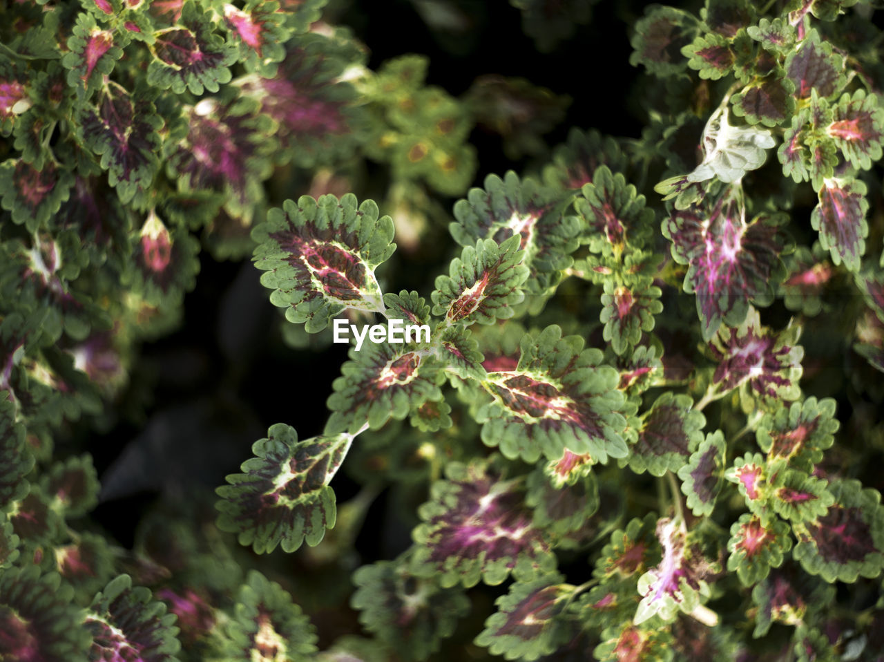 CLOSE-UP OF FLOWERING PLANTS