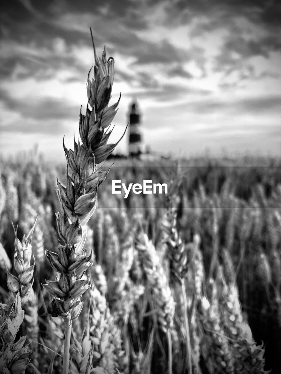 CLOSE-UP OF CROPS GROWING ON FIELD