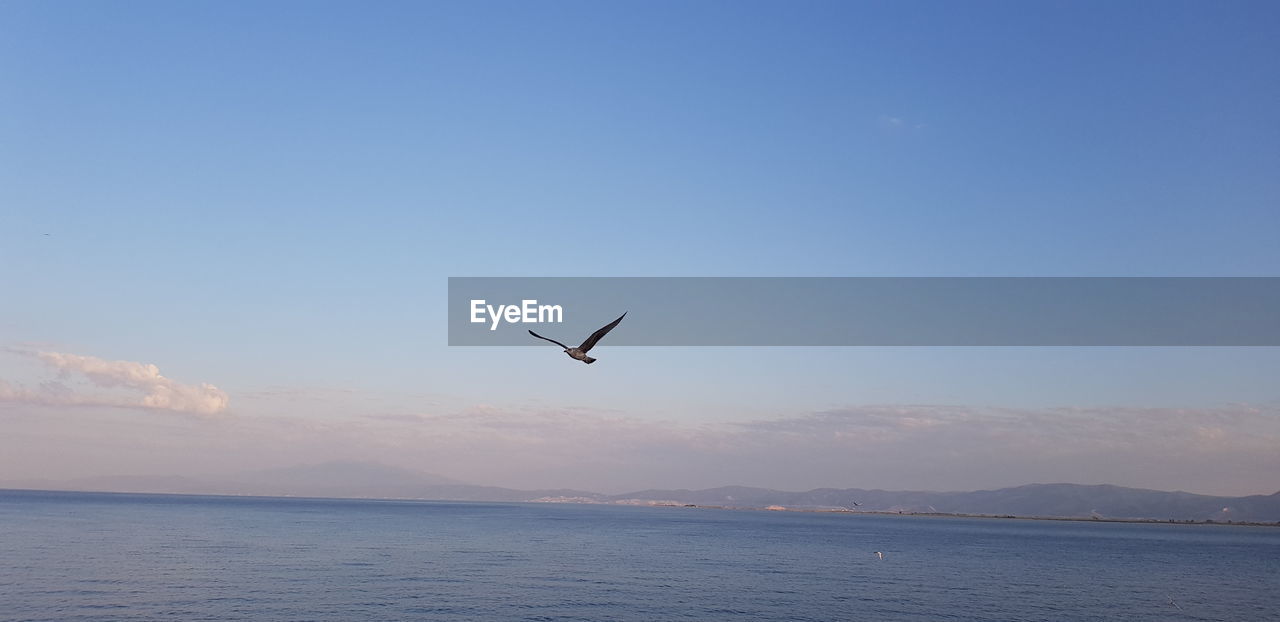 Seagull flying over sea against sky