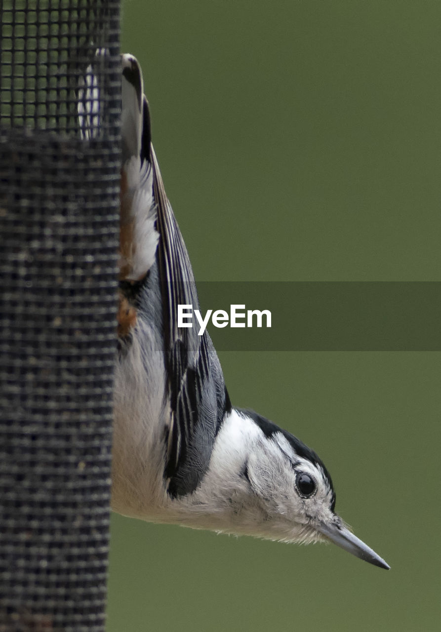 SIDE VIEW OF A BIRD ON THE FLOOR