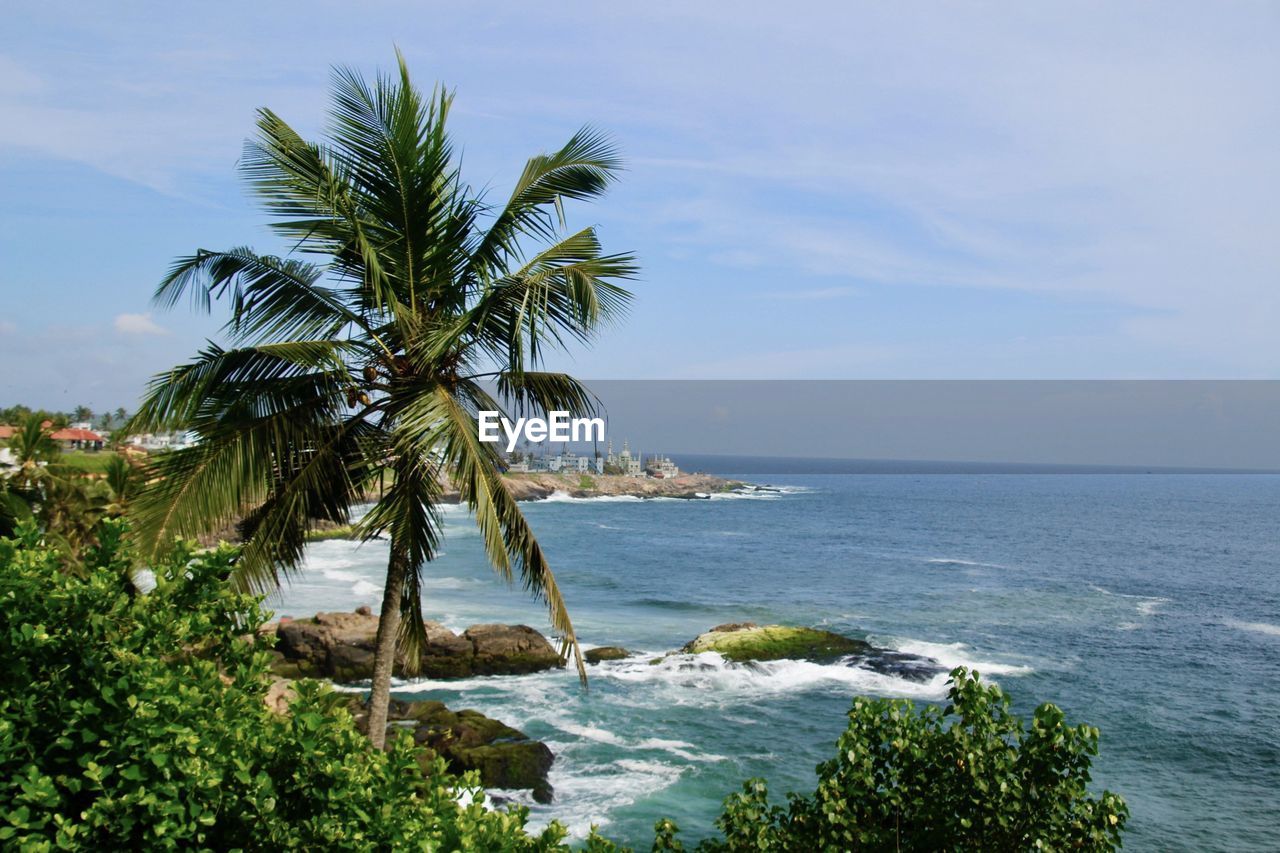 PALM TREE BY SWIMMING POOL AGAINST SEA