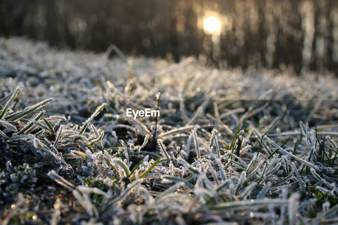 CLOSE-UP OF SNOW COVERED LAND