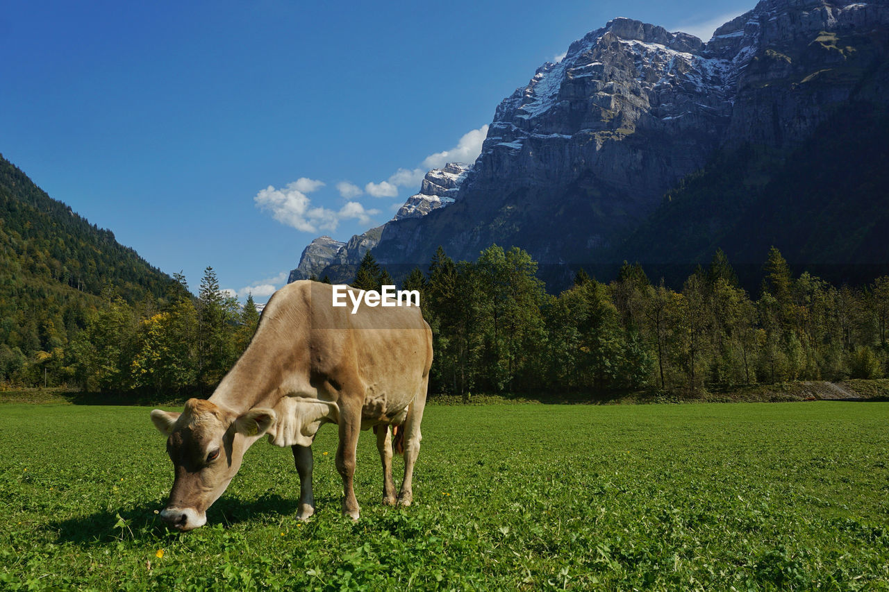 Brown cow grazing in the meadow of klontal valley, switzerland