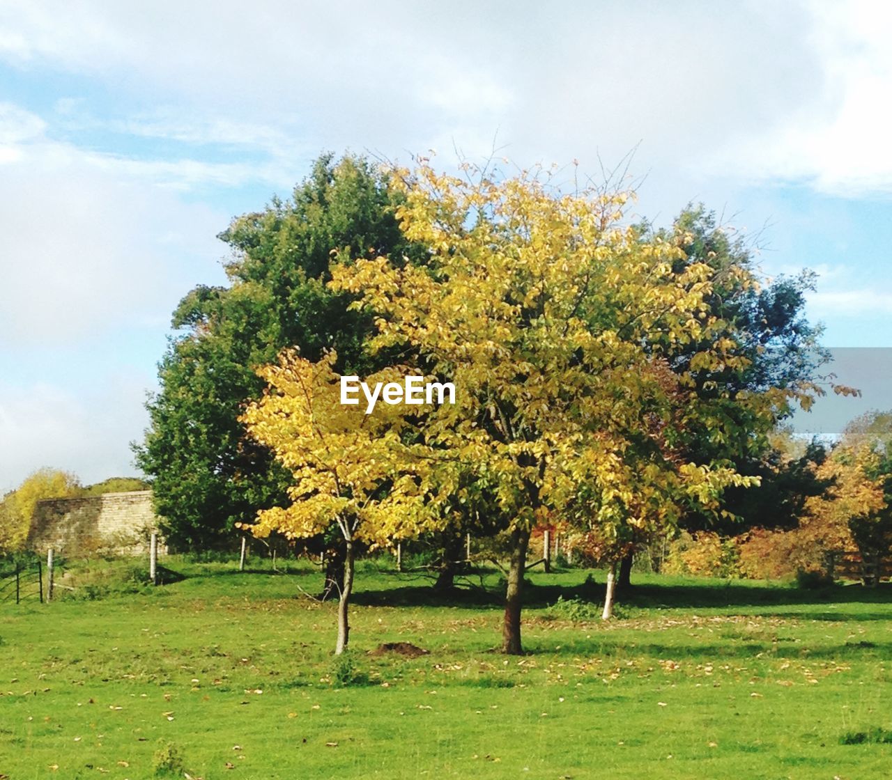 TREES ON GRASSY FIELD