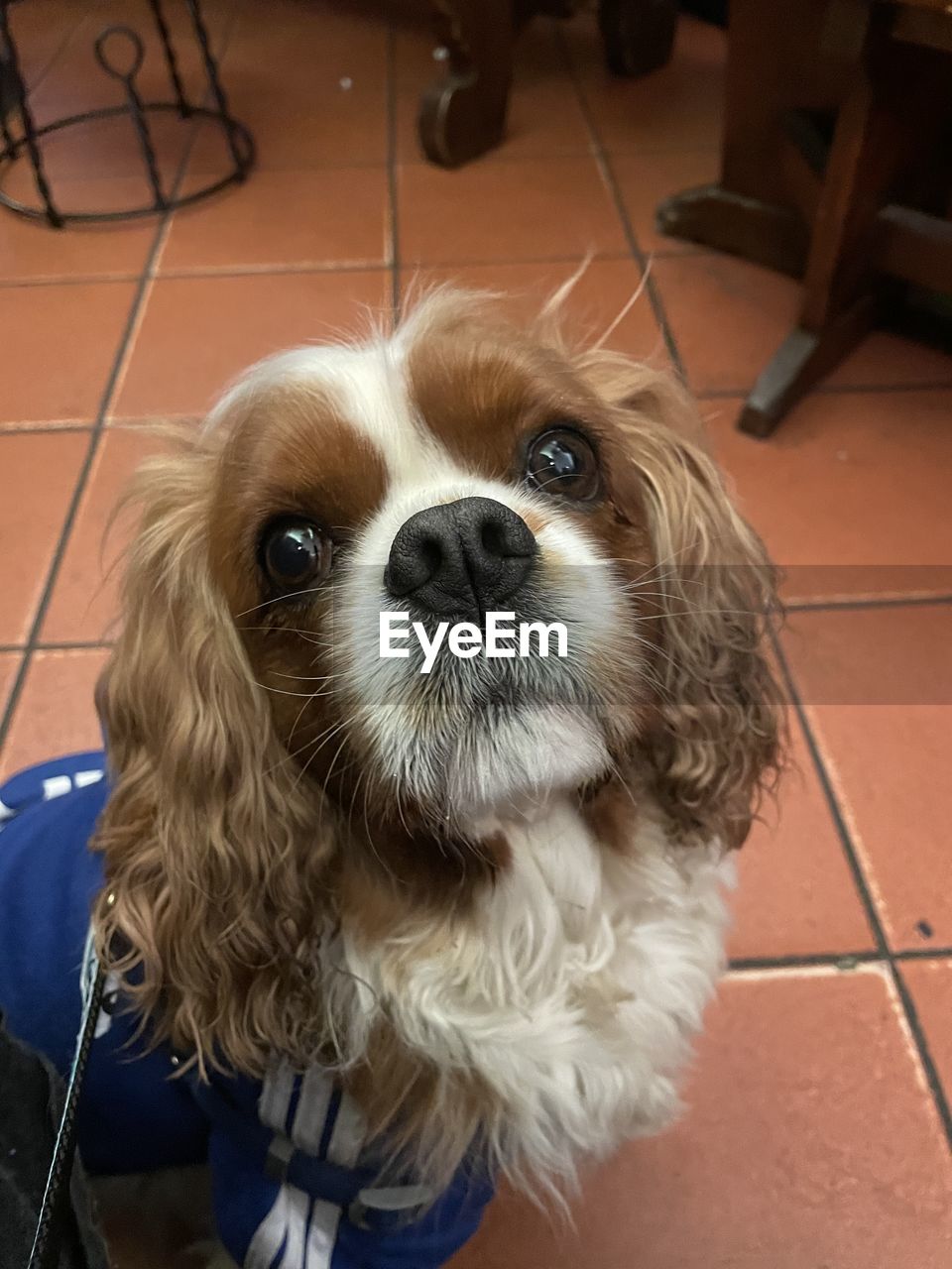 Close-up of dog cavalier king charles 
