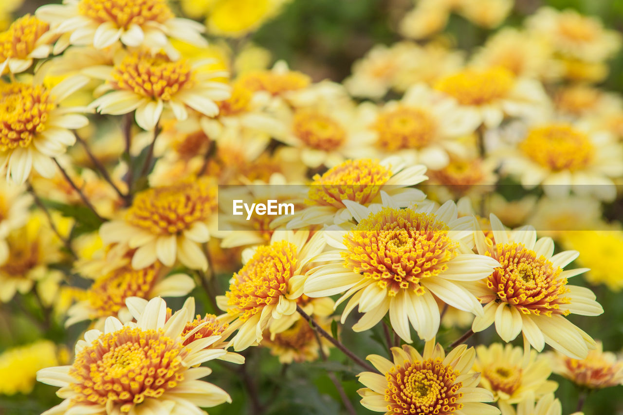 Close-up of yellow flowers blooming outdoors