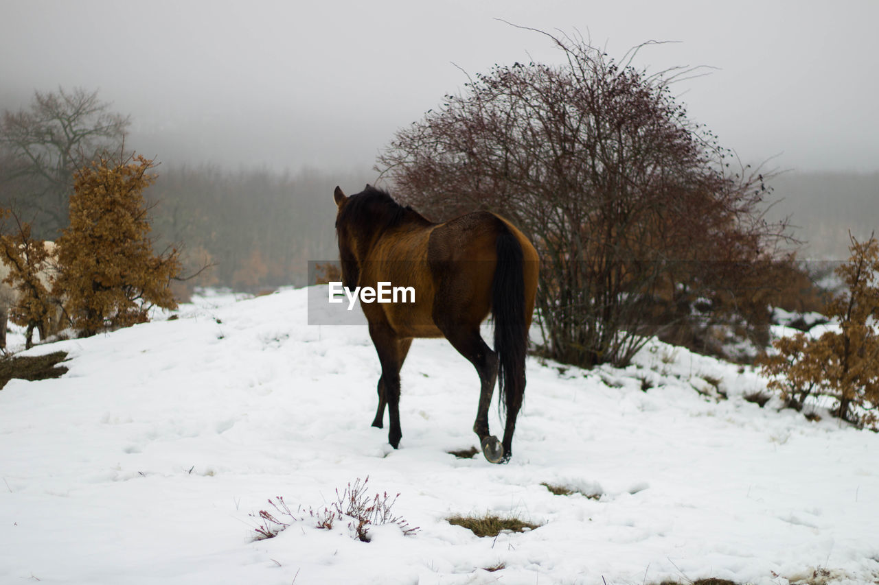 Brown wild horse from his back in the snow