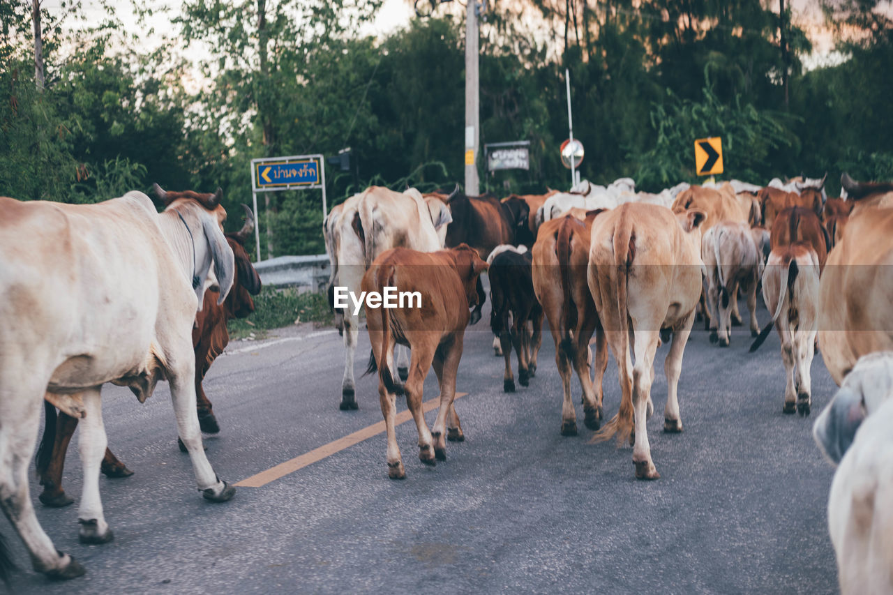 View of cows walking on road