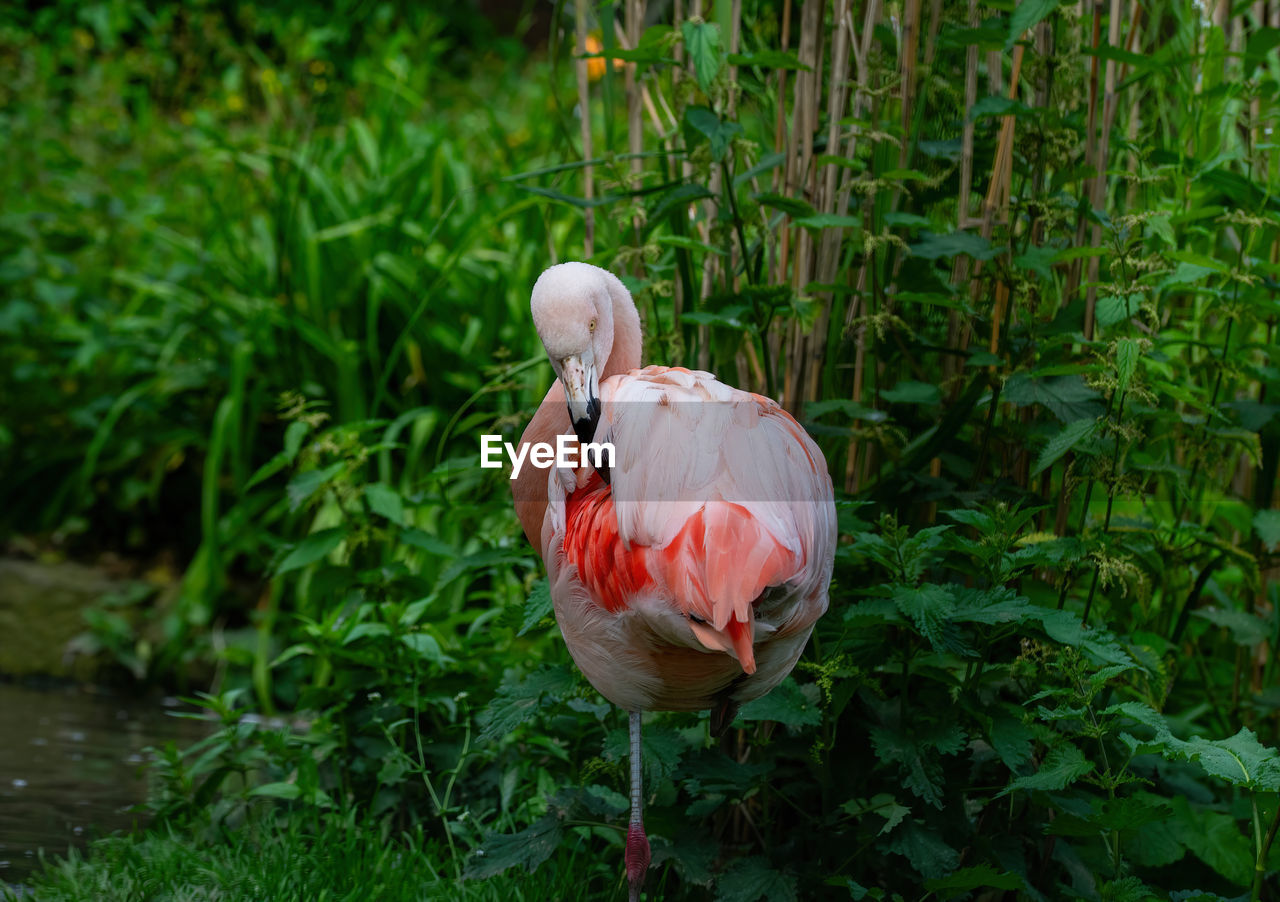 close-up of a bird on field