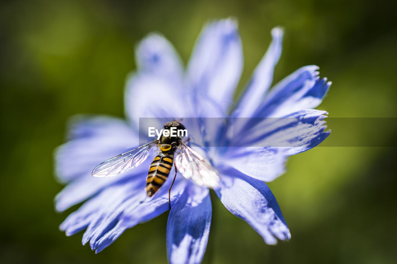 Close-up of bee on flower