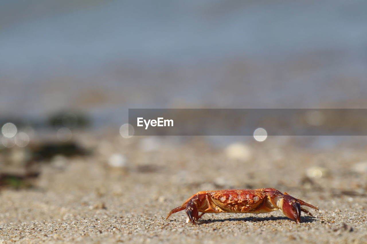 Close-up of crab on beach