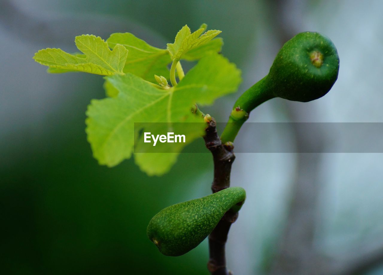 CLOSE-UP OF FRESH GREEN PLANT