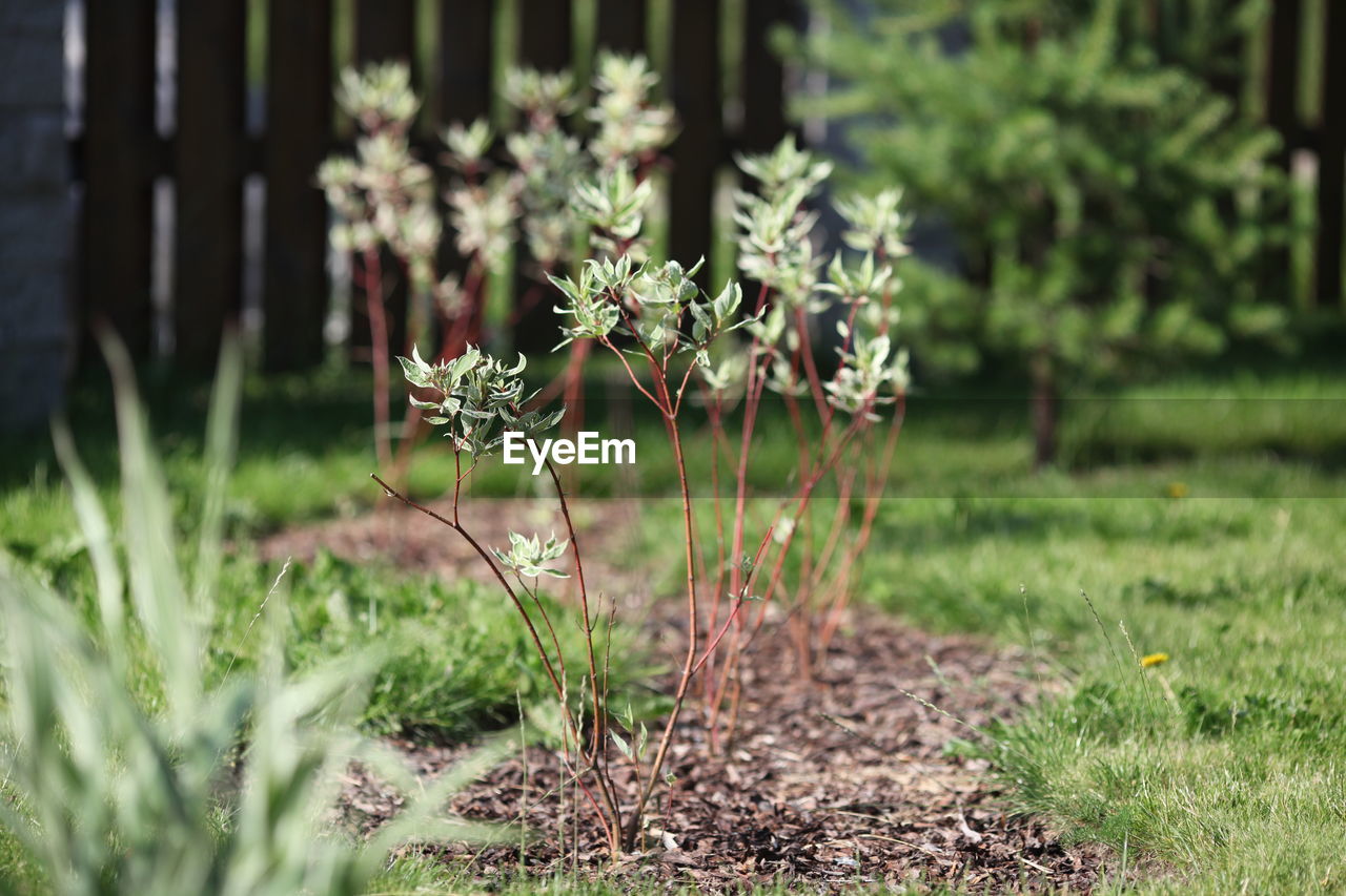 Close-up of flowering plants on land