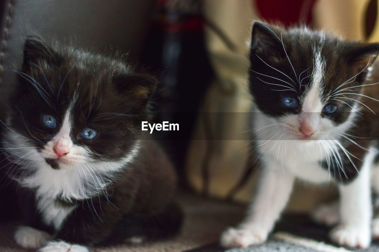 Two playful kittens, both black and white