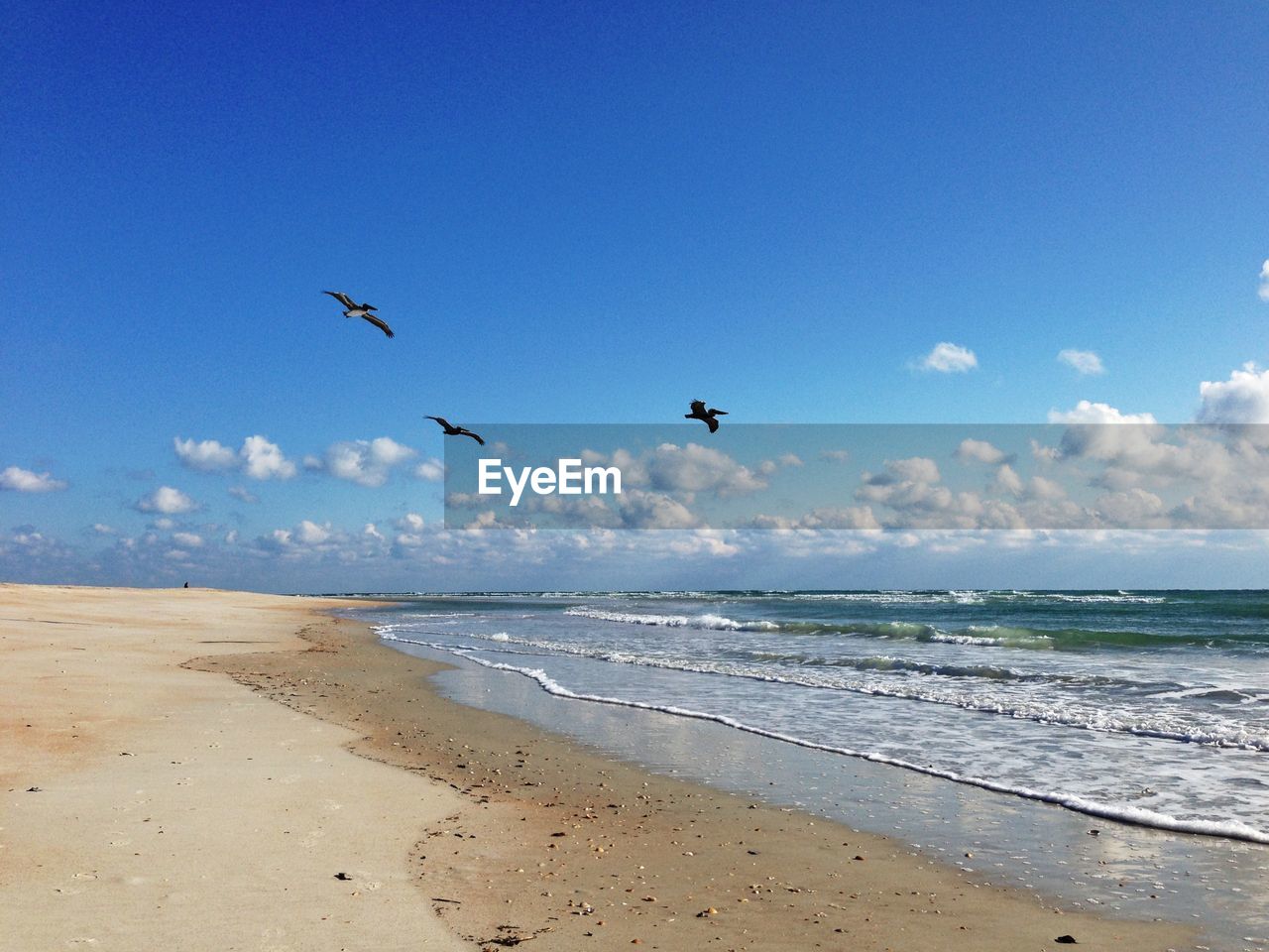 Birds flying over beach